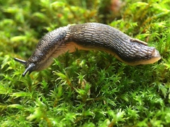 Kobeltia