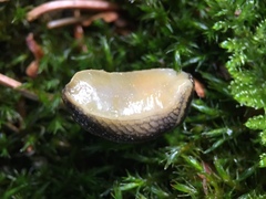 Kobeltia