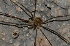 Amilenus aurantiacus
