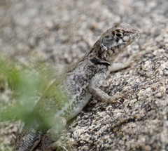 Tropidurus etheridgei