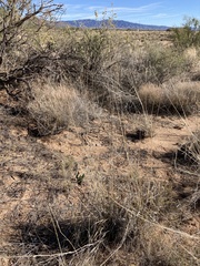 Sporobolus contractus