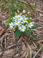 Olearia elliptica