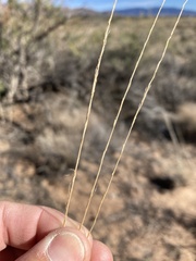 Sporobolus contractus