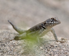 Tropidurus etheridgei