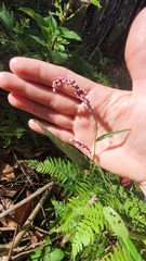 Persicaria decipiens