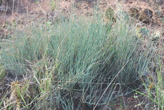 Ephedra torreyana