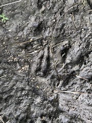 Odocoileus virginianus