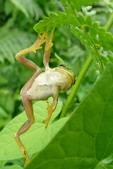 Hyla arborea