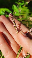 Persicaria decipiens