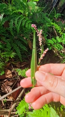 Persicaria decipiens