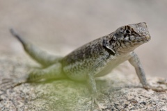 Tropidurus etheridgei