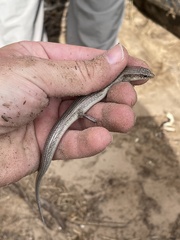 Plestiodon obsoletus