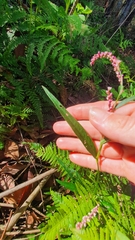 Persicaria decipiens