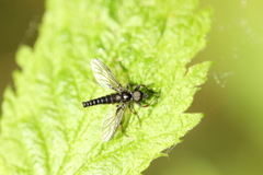 Bibio