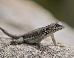 Tropidurus etheridgei