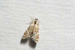 Eoparargyractis plevie