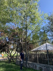 Ceiba speciosa