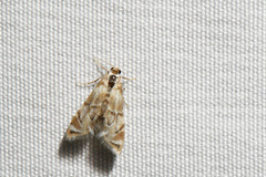 Eoparargyractis plevie