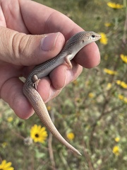 Plestiodon obsoletus