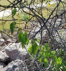 Vitis berlandieri
