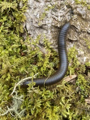 Narceus americanus