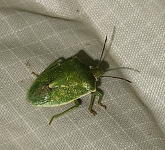 Thyanta custator accerra