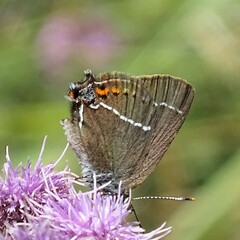 Satyrium spini