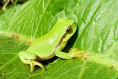 Hyla arborea