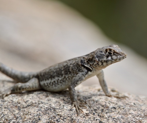 Etheridge's Lava Lizard