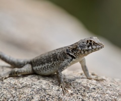 Tropidurus etheridgei