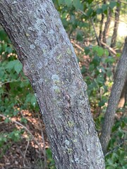 Cercis canadensis canadensis