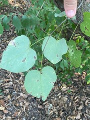 Cercis canadensis canadensis