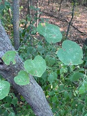 Cercis canadensis canadensis