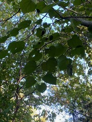 Cercis canadensis canadensis