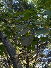 Cercis canadensis canadensis