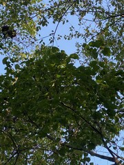 Cercis canadensis canadensis