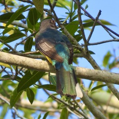 Trogon citreolus