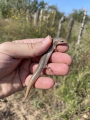 Plestiodon obsoletus