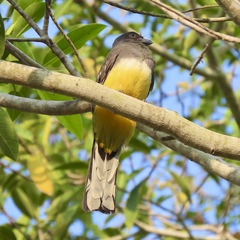 Trogon citreolus
