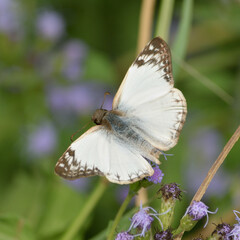 Heliopetes laviana