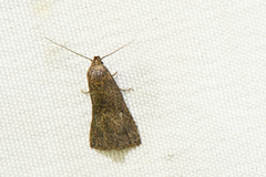 Hypenodes sombrus