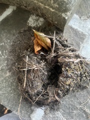 Thryothorus ludovicianus