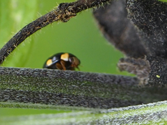 Brachiacantha ursina