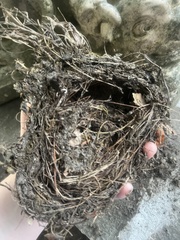 Thryothorus ludovicianus