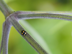 Brachiacantha ursina