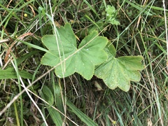Alchemilla vulgaris