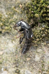 Staphylinina