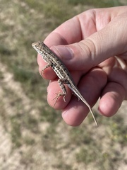 Holbrookia propinqua