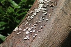Schizophyllum