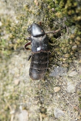 Staphylinina